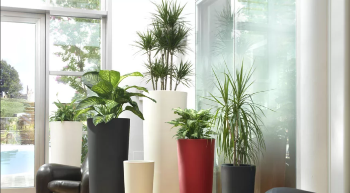 Выбор напольного кашпо