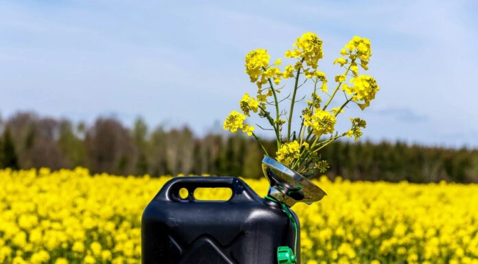 Биодизель: будущее или временная мода?